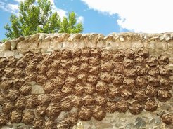 Der Dung von Ziegen, Schafen und Yaks wird in tibetischen Haushalten häufig als Brennstoff verwendet. Auf diesem Foto trocknet der Dung an der Wand unter der sengenden Sonne in Zentraltibet.