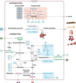 Schematische Darstellung der Aminosäurestoffwechselwege in der Leber, dem wichtigsten Zentrum des Körpers für den Aminosäurestoffwechsel und die Proteinsynthese. Klicken Sie hier, um mehr darüber zu erfahren, wie sich die verschiedenen Wege für Aminosäure-Kohlenstoff und -Stickstoff auf das Verhältnis der stabilen Isotope einzelner Aminosäuren auswirken: https://doi.org/10.1093/biosci/biac028.
