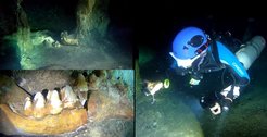 Unterkiefer eines Gomphotere (Cuveronius sp.) im Sac Actun System, Halbinsel Yucatan, Mexiko