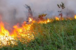 Brände durch Brandrodung in Para, Brasilien