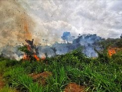 Flächenbrand in Para, Brasilien