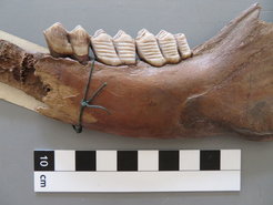 Reindeer mandible with enamel serially sampled for stable isotope analysis