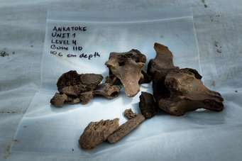Madagascar extinctions linked to human expansion 1,000 years ago •