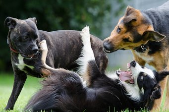 Humans are generally good at assessing social situations in dogs, but we underestimate aggression