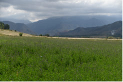 Ein Luzernen-Feld (Alfalfa) auf einem Hochgebirgspass im Pamir-Gebirge in Kirgisistan. Obwohl seit langem angenommen wird, dass die Luzerne ursprünglich aus Zentralasien stammt, hat der Mangel an archäobotanischen Untersuchungen die Forschungspläne behindert. Das DAE-Team konzentriert sich auf Pflanzenarten, die in der Vergangenheit von der Forschung übersehen wurden.