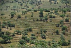 Eine moderne Pistazienplantage, die in den Hang des Pamirgebirges in Usbekistan hineingeschnitten wurde
