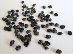 Charred naked barley (Hordeum vulgare var. nudum) grains recovered from cultural layers of hunter-gatherer Okhotsk groups directly radiocarbon-dated to the 8th century CE at the archaeological site Hamanaka 2, Rebun Island, northern Japan.
