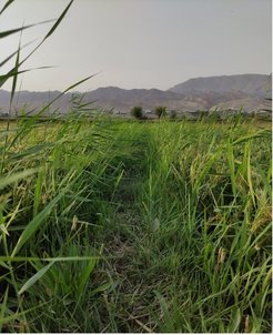 The rice field along the Zarafhan River in northwestern Tajikistan.
