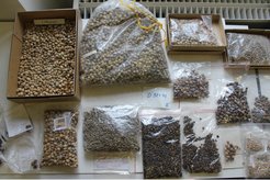 Archaeological Prunus stones from the medieval site Haithabu first identified by Dr. Karl-Ernst Behre and sampled for the PARIS Project. Collection at the Archäologisches Landesamt Schleswig-Holstein; access courtesy of Dr. Hilberg