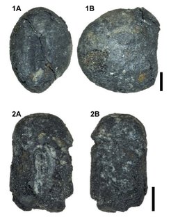 Charred pulses of pigeon pea (Cajanus cajan, no. 1) and mung bean (Vigna radiata var. radiata, no. 2) from cultural layers of the Metal Age Niaosong period (ca. 600 CE) in SW Taiwan, representing long-distant cultural influence from the Indian Subcontinent. Pulses are shown in (A) ventral and (B) lateral views. Scale of bars = 1mm.