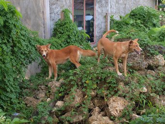 All across the world, dogs' functions in a society impact how they are treated. Here, a pair of dogs stand outside a home in Manokwari, West Papua