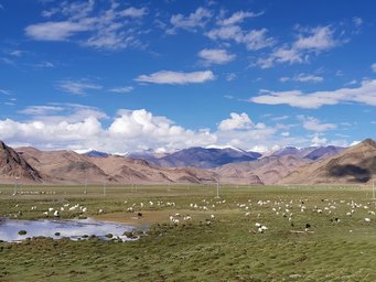 Modern pastures on the highland Tibetan Plateau