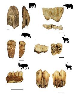 Examples of animal teeth from archaeological layers dated to ca. 12,000-9,000 years ago analysed in the study
