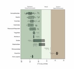 Results of stable carbon isotope analyses showing the different environments/foraging behaviours of humans and animals in Terminal Pleistocene-Holocene Sri Lanka