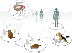 A simplified version of the Yersinia pestis enzootic cycle, during which the bacterium is maintained among wild rodent populations through a flea-dependent transmission mechanism.