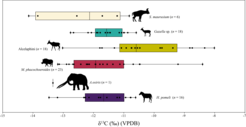 The δ13C values of the ungulates from the Plio-Pleistocene site of AaO.
