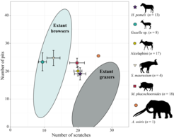 Bivariate plot of the average numbers of pits and scratches (dental microwear) for the species from AaO.