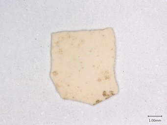 An eggshell fragment from the site of Bash Tepa, representing one of the earliest pieces of evidence for chickens on the Silk Road.  