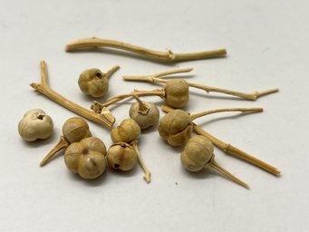 Dried fruit of Peganum harmala, show here to have been already in use for its therapeutic and psychoactive properties 2,7000 years ago Getrocknetes Peganum hermala