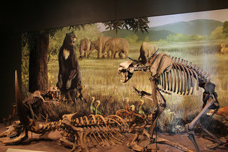 The extinction of megafaunal populations during the Late Pleistocene and Holocene are a prominent part of discussions relating to the timing and nature of human impacts on environments, particularly in the context of the Anthropocene. This project seeks to bring together novel chronological, palaeoenvironmental, and zooarchaeological methodologies, from regions across the tropics, to better understand the role of <em>Homo sapiens</em> in the extinction of large mammalian taxa in the tropics.