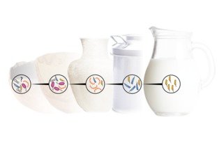 Mikroben sind für unsere Ernährung essentiell und ein wesentlicher Bestandteil von Milchprodukten. In diesem Projekt verbinden wir Archäologie, Mikrobiologie, Ernährungswissenschaften und Kulturanthropologie um besser zu verstehen wie mikrobielle Diversität und verschiedene Praktiken der Milchverarbeitung unser Essen, unsere Biologie und unsere Gesellschaft beeinflusst haben und weiterhin beeinflussen.