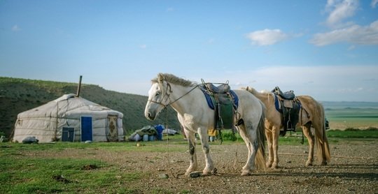 Domestic horses form the center of nomadic life in contemporary Mongolia