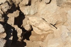 Figure 3. Domestic horse head burial from Mongolia’s Deer Stone-<em>Khirigsuur </em>complex, used in the study.