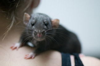 Evolutionary Genomics of the Black Rat
