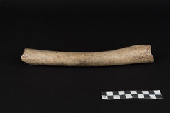 Foto: Oleg Kuchar © Photo Museum Ulm 124,000 years old femur of a Neanderthal excavated from the Hohlenstein-Stadel Cave in southwestern Germany.
