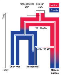 Schematic representation of the evolutionary scenario for mitochondrial and nuclear DNA in archaic and modern humans.