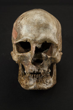 Rund 30 000 Jahre alter Schädel. Fundort: Dolní Vĕstonice, Grab 16, Tschechien