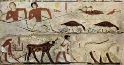 Seit Jahrtausenden prägen Menschen das Ökosystem - etwa durch Jagd, Landwirtschaft und die Domestizierung von Tieren. Ein Relief in der Grabkammer des Nefermaat zeigt Vogelfang (Gänse) und die Bestellung eines Feldes mit Rindern im Alten Ägypten um etwa 2500 vor Christus.