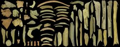 The highly fragmented Neandertal assemblage from the Troisième caverne of Goyet represents at least five individuals. Those with an asterisk were directly dated to 40,500–45,500 years ago. Scale = 3 cm.