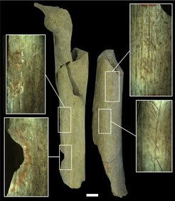 The different categories of anthropogenic modifications present on the Goyet Neandertal bones. Femur I (left) shows percussion pits and a percussion notch and femur III (right) shows cutmarks testifying to the processing of the remains for butchery activities. Femur III also shows retouching marks left from its use to retouch the edges of stone tools. Scale = 1 cm.