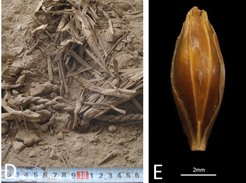 Photograph during excavation – note the excellent dry preservation of plant remains | Left: Photograph of a well-preserved, desiccated barley grain found at Yoram Cave