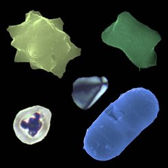Plant microfossils extracted from Pacific dental calculus