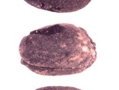 Three views of a free-threshing wheat (Triticum aestivum) grain from the late first millennium B.C. settlement of Tuzusai in southern Kazakhstan. Archaeobotanical studies at Tuzusai were led by Robert Spengler and excavations were directed by Claudia Chang.