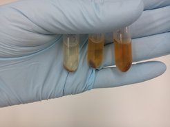 Extraction of proteins from food residues on ceramics.
