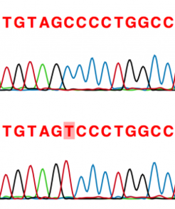 Genetic sequence obtained from a medieval skeleton in Germany. A thymine (T) at the highlighted position (-13910) results in continued lactase production during adulthood and enables the digestion of fresh dairy products. A cytosine (C) at this position results in lactase production being turned off after weaning and is a major risk factor for adult lactose intolerance. Current evidence suggests that the T-13910 allele is absent among the earliest European farmers and only rose to high frequency within the past 5,000 years.