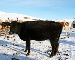 Dairy cattle in Mongolia. Ruminant dairying has long been an important component of central Asian subsistence.