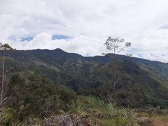 Montane rainforest in the Central Highlands of New Guinea