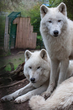 Das Alpha-Paar des Rudels Polarwölfe im Wildpark Petersberg.