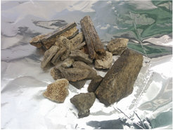 Unidentifiable bones targeted for analysis.