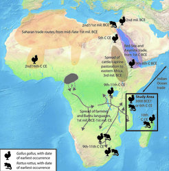 Map showing the findings of this study (black box) and the context of arrivals and spread of Asian fauna in other parts of Africa.