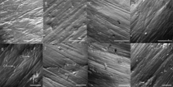 Dental microwear signatures on deer (Axis sp., A-H) and wild cattle (Bos javanicus, E-H) molars (35x magnification). A strictly grazing diet is characterized by uniform scratches (C-D, G-H) whereas a browsing and/or mixed diet is characterized by the presence of numerous pits and gouges (A-B, E-F).