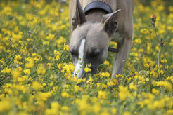 Dogs perceive their environment in large part through their excellent sense of smell.