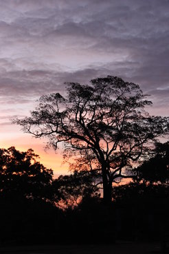 View from the ancient city of Polonnaurwa into Sri Lankan Dry Zone tropical forest at dusk.