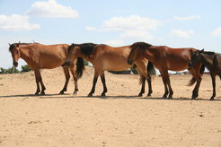 Horses in northern Kazakhstan.