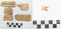 Horse and human teeth collected for analysis.