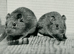Pacific rats (Rattus exulans).